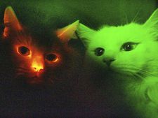 Luminous cats